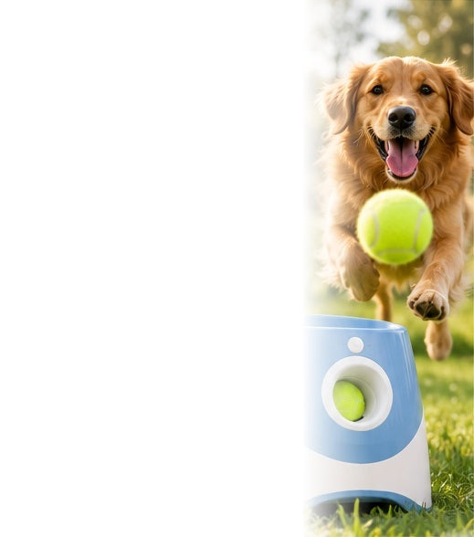 Dog enjoying outdoor fetch